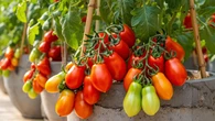 8 Tanaman Buah yang Tetap Berbuah Meski Ditanam di Pot Semen, Cocok untuk Lahan Sempit