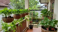 Cara Membuat Kebun Ubi Gantung agar Panen Banyak di Lahan Sempit, Panduan Lengkap Urban Fa...