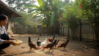 Cara Membuat Fermentasi Pakan Ayam dari Sayuran untuk Pertumbuhan Optimal