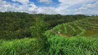 Petani Serai Wangi di Bantul Berkembang Pesat, BPOM Beri Izin Pembuatan Sabun Herbal