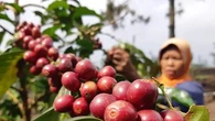 Inovasi Pertanian Berkelanjutan Komoditas Kopi dan Tantangan Hadapi Cuaca yang Tidak Menen...