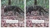 Spesies Macan Dahan Ditemukan di Taman Nasional Tanjung Puting, Jadi Predator Terbesar