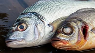 7 Cara Menghilangkan Bau Amis pada Ikan dengan Bahan Sederhana di Rumah