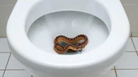 Apa yang Pertama Dilakukan Jika Ular Muncul di Kloset? Ini Langkah-langkahnya