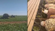 Viral Cara Canggih Panen Timun Sambil Rebahan Ini Santai Banget