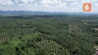 Lewat Narasemesta, Jasindo Jaga Warisan Alam di Hutan Kalsel