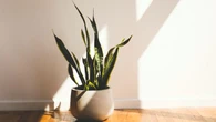 6 Tanaman Indoor Minim Perawatan untuk Pemula, Bikin Ruangan Adem dan Estetik