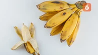Inovatif! Kulit Pisang Kepok Diolah Mahasiswa IPB Jadi Gel untuk Tangani Luka Bakar