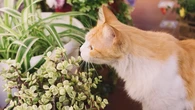 12 Tanaman yang Beracun untuk Kucing yang Sering Ada di Rumah