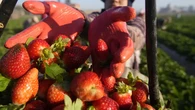 Sayur dan Buah Juga Mengandung Sumber Protein, Ini Jenis-Jenisnya