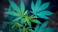 Tak Sadarkan Diri, Permen yang Ditelan Bocah 6 Tahun di AS Ternyata Berisi Ganja