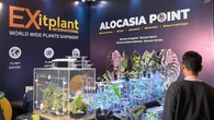 Mengenal Alocasia di FLOII Expo 2025, Si Tanaman Hias Daun Eksotis dari Daerah Tropis