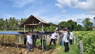 Terobosan Pertanian Banyuwangi: Pompa Air Tenaga Surya untuk Masa Depan Hijau