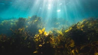 Terbesar di Dunia, Luas Habitat Rumput Laut Indonesia Capai 1,2 juta Ha
