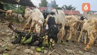 Jangan Sampai GERD Rusak Momen Idul Adha 2025: Simak Cara Cegahnya di Sini