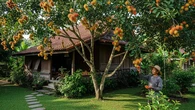8 Pohon Buah Favorit Petani untuk Ditanam di Sekitar Rumah Desa, Peneduh Alami yang Produk...
