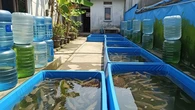 7 Cara Ternak Ikan Rumahan Tanpa Modal Pakan Besar, Tetap Bisa Panen untuk Konsumsi