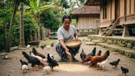 10 Menu Pakan Ayam Kampung Umur 1–3 Bulan agar Cepat Gemuk dan Sehat, Mudah Diterapkan d...