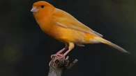 Jenis Burung Kenari Lengkap: Panduan Kategori Suara, Warna, dan Postur untuk Pemula hingga...