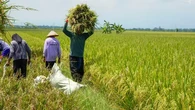 Ini 7 Daerah Penghasil Padi Terbesar di Jawa Timur dan Tingkat Produksinya