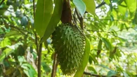 5 Manfaat Buah Sirsak untuk Kesehatan, Berikut Kandungan Nutrisinya