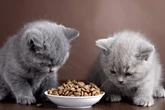 Pawrents Wajib Tahu! Ini Snack Kucing Kaya Nutrisi yang Disukai Banyak Anabul
