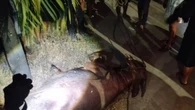Mengamuk Jelang Disembelih, Dua Kerbau Kurban Ditembak Polisi