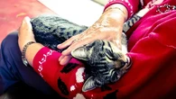 Pelihara Anjing atau Kucing Bisa Jaga Kesehatan Otak Lansia yang Hidup Sendirian