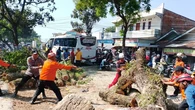Jalur Bandung-Cianjur Lumpuh, Pohon Tumbang Timpa Sejumlah Kendaraan
