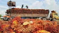 Jurus Pengusaha Sawit RI Perkuat Citra Industri Sawit di Kancah Global