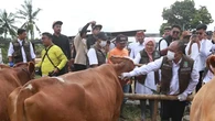 Surplus Hewan Kurban, Banyuwangi Pasok untuk Berbagai Daerah