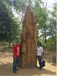 Musamus, Keajaiban Arsitektur Alam Simbol Identitas Budaya Merauke
