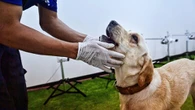 Top 3 Tekno: Aksi Anjing Berlatih Deteksi Covid-19 Terpopuler