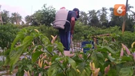 Petani Gorontalo Raup Untung Besar Saat Harga Cabai Mahal, Ini Tipsnya