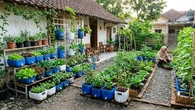 Cara Membuat Kebun Pangan Keluarga dari Galon Bekas, Hemat Belanja Sayur