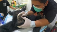 Tragis, Siamang Betina Ini Ditembak Berkali-kali hingga Peluru Bersarang di Kepala