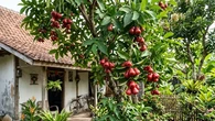 7 Pohon Buah yang Cocok untuk Halaman Rumah Menghadap Barat, Tahan Panas & Cepat Berbu...