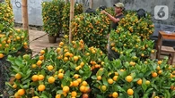 8 Pohon Buah yang Cepat Panen untuk Kebun Rumah Anda