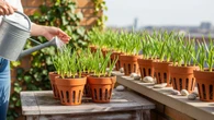 Cara Tanam Bawang Putih dalam Pot Kecil Anti Busuk Akar, Panen Melimpah dan Sehat