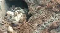 Beda Telur Ular Kobra dengan Ular Piton, Kenali Bentuk, Ukuran, dan Perilaku Induknya