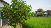 7 Pohon Buah yang Tidak Mengganggu Pertumbuhan Padi di Sawah, Panen Ganda dalam Satu Area