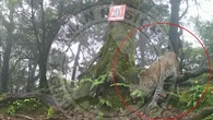 Saat Macan Tutul Jawa Tertangkap Kamera di Taman Nasional Gunung Halimun Salak