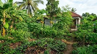 10 Tanaman yang Wajib Ada dalam Food Forest Tropis agar Kebun Lebih Produktif dan Berkelan...