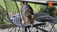 Kenali Manfaat Kumis Kucing: Herbal Alami untuk Menurunkan Kolesterol, Gula Darah, dan Pen...