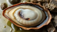 Tak Hanya Lezat dan Tinggi Protein, Abalon Ternyata Superfood Laut dengan Segudang Manfaat
