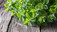 15 Tanaman Ground Cover untuk Cuaca Panas dan Minim Air yang Tetap Cantik di Iklim Tropis
