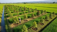 7 Ide Surjan dengan Pohon Buah di Sawah yang Bisa Menambah Penghasilan Petani