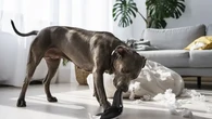 Ciri-Ciri Anjing Stres, Bisa Terlihat dari Perilaku yang Berubah