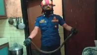 Cara Sederhana Mendeteksi Ular Masuk Rumah, Lengkap dengan Langkah Efektif Mencegahnya