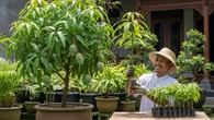 9 Pohon Buah yang Bisa Berbuah dalam Pot Kurang dari 2 Tahun, Mudah Dirawat & Hasil Pa...